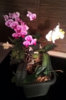 orchids2.jpg