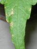 abutilonKrupno.JPG