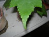 abutilon.JPG