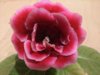 DSC_0071.JPG