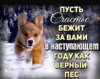 собака.jpg