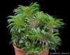 Pachypodium_lamerei_f._cristatum_2535_l.jpg