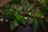 DSC_0415.JPG