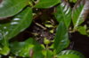 DSC_0416.JPG