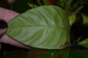 DSC_0419.JPG