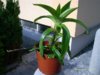 Золотой ус. Каллизия душистая. Callisia fragrans(Svetlana))).jpg