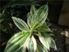 кампелия Tradescantia zanonia (Syn. Campelia zanonia), Mexican Flag (Raccoon04).jpg