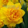 NarcissusHeaMoor800-500x500.jpg