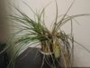 tillandsia4.jpg