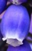muscari-flower-hd-wallpaper-1920x1200-32486 - копия.jpg