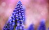 muscari-flower-hd-wallpaper-1920x1200-32486.jpg