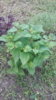 20180620_165144.jpg