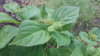 20180620_165156.jpg