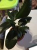 IMG-20180913-WA0034.jpg