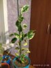 IMG_20180921_210013.jpg