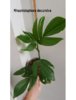 Rhaphidophora decursiva (Custom)-420x546.jpg