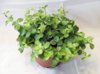 peperomia_bolezni.jpg