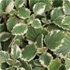 plectranthus-variegata.jpg