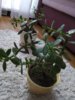IMG_20190215_091657.jpg