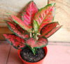 Aglaonema-anyamanee-foto.jpg