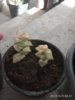 IMG_20190609_082128.jpg