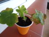 DSC08322.JPG