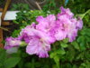 DSC03458.JPG