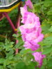 DSC03445.JPG