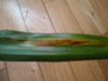 DSC08491.JPG