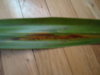 DSC08492.JPG