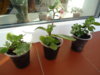 DSC08496.JPG