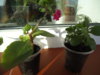 DSC08495.JPG