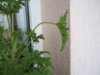 DSC08592.JPG