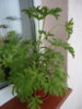 DSC08593.JPG