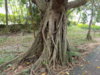 DSCN1490.JPG