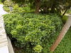 DSCN1500.JPG