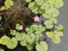 DSCN1505.JPG