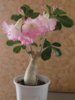 adenium8.jpg