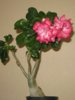 adenium9.jpg