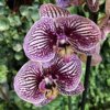 Phal. Black Stripes--228x228.jpg