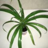 pandanus-veycha---vintovaya-palma-1-11935962.jpg