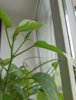IMG_20200511_151700.jpg