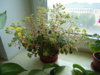 DSC08939.JPG