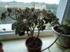 DSC08940.JPG