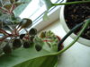 DSC08942.JPG