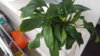 20200713_135631.jpg