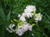 DSC04121.JPG