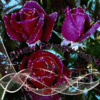 vgif-ru-9805.gif