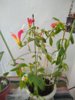IMG_20200803_132252.jpg
