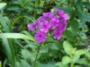 DSC04166.JPG
